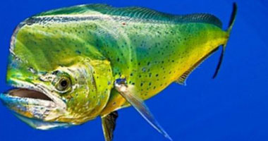 علماء: تلوث نفطى يؤثر على نشاط أسماك الماهى ماهى