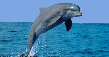 اقتراح بإنشاء مركز أبحاث عن الدولفين فى محميات صمداى بالبحر الأحمر