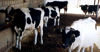 "الزراعة": استيراد 18 ألف عجل حى وشحنات أغنام لخفض أسعار اللحوم