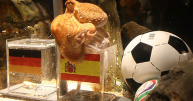 بالفيديو.. فأر يتوقع فوز أسبانيا.. وخنزير يتوقع هولندا 