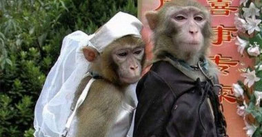 زفاف قردين فى حفل  بالهند