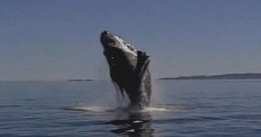 الاستعانة بأجهزة "أيباد" و"أيفون" لحماية الحوت الحر فى الأطلنطى 