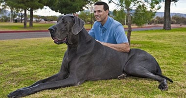 بالصور.. أكبر كلب فى العالم
