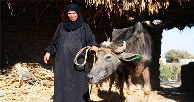 توزيع الدفعة الثانية من الماشية على الأسر المستحقة بالمنوفية