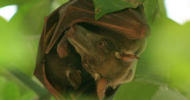 العلماء يكشفون سر قدرة الخفافيش على النوم فى وضع مقلوب
