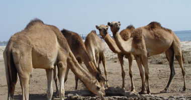 الرمال الناعمة تهدد الطريق الدولى بالشلاتين