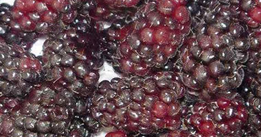 باحثون كنديون: العنب البرى يساعد فى علاج الشلل الرعاش
