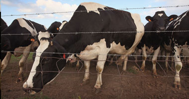 مديرية الطب البيطرى بكفر الشيخ: إصابة عدد من الماشية بالبروسيلا فى دسوق