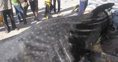 البيئة: رصدنا 11 هجوما لأسماك القرش منذ 2010 وحتى الآن 