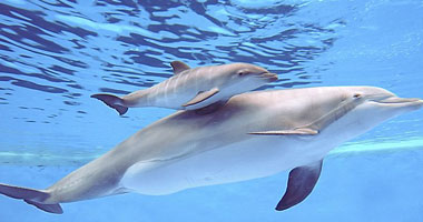 بالصور.. لحظة ولادة دولفين فى حديقة حيوانات بشيكاغو