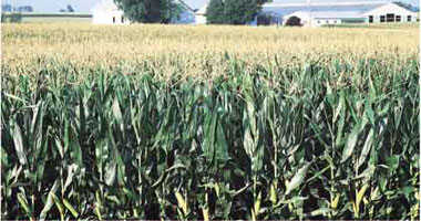 المنوفية تحصل على المركز الأول فى إنتاج الذرة الشامية على مستوى الجمهورية