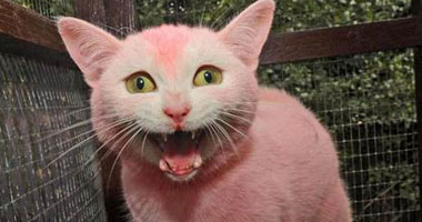 قطة وردية اللون تثير الرعب فى مدينة بريطانية