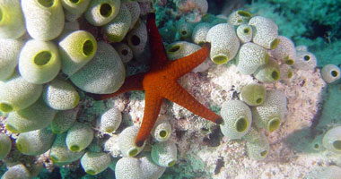الأمم المتحدة: النباتات البحرية تنتج سنويا أكثر من نصف الأكسجين اللازم لتنفس الإنسان