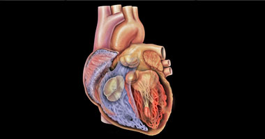 دراسة أمريكية:الضغوط النفسية ترفع خطر الإصابة بأمراض القلب بنسبة 36%