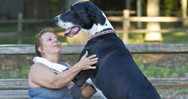 الأمريكية "نوفا" تدخل "جينيس" كأطول كلبة فى العالم 