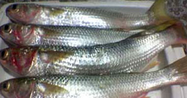 ضبط 526 كيلو أسماك مملحة فاسدة بالإسكندرية