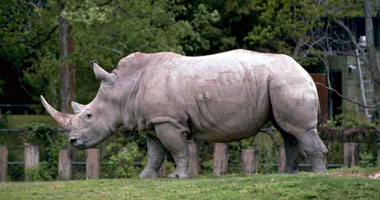 علماء إيطاليون ينقذون وحيد القرن الأبيض من الانقراض فى كينيا