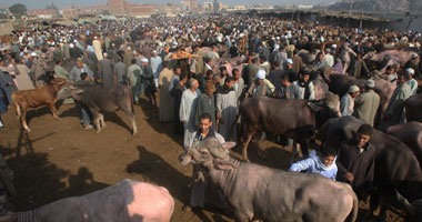 مديرية الطب البيطرى بالإسكندرية تحصن 74 ماشية بسوق خورشيد