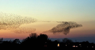 طائر الزرزور يهدى فوتوغرافى هاوى لقطات نادرة 