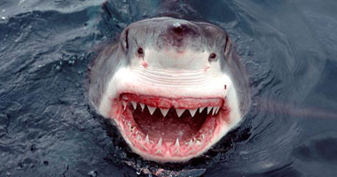 هجوم جديد لأسماك القرش فى ولاية نورث كارولاينا الأمريكية