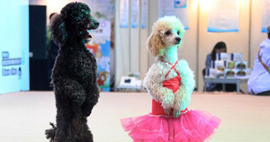 بالصور: الصينيون يعلمون كلابهم رقص "البالية"