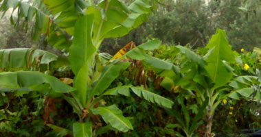 حزمة إرشادية لأشجار الموز خلال عملية تزهير المحصول.. تعرف عليها