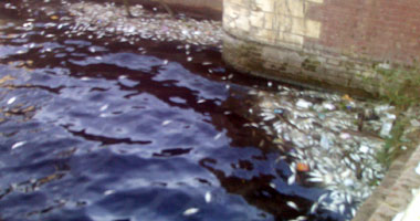 البيئة: أغذية فاسدة تقدم لأسماك الأقفاص بالنيل تلوث محطات مياه الشرب