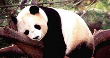 دبة الباندا مى شيانج تنتظر مولودها المرتقب فى واشنطن خلال أسابيع
