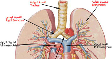 3 أمراض شائعة تصيب الجهاز التنفسى وترفع خطر الإصابة بسرطان الرئة