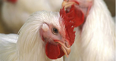 مصرع وإصابة 2 نتيجة تسرب الغاز بمزرعة دجاج فى المنوفية