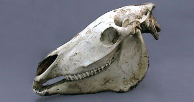 جمجمة حصان فى الأرجنتين عمرها 8500 عام