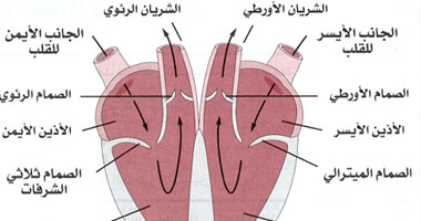 كيف يتم الوقاية من الالتهاب الرئوى؟