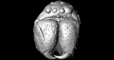 صورة ثلاثية الأبعاد لعنكبوت عمره 49 مليون سنة