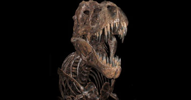 أشعة السانر تفحص الحفرية المتحجرة لديناصور كامل