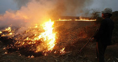 بالصور: حرق 80 فدان قش أرز والبيئة تكتفى برسائل sms