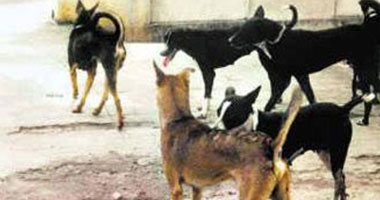 إعدام 197 كلبًا ضالاً بالمنيا