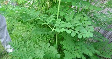 The Incredible Health Benefits of Moringa for Weight Loss – Find Out How This Herb Can Help You Shed Pounds