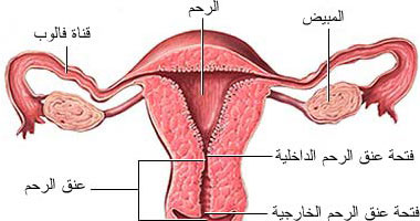 أورام الرحم الليفية حميدة لكنها قد تسبب الإجهاض وتأخر الإنجاب اليوم السابع