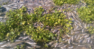 هيئة حماية النيل: نفوق أسماك رشيد نتيجة زيادة "الأمونيا" ونقص الأكسجين