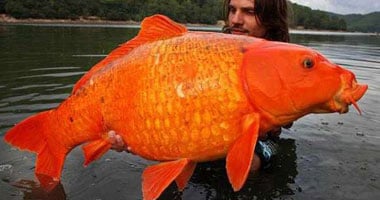 أكبر سمكة ذهبية وزنها 13 كيلو جرامًا