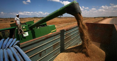 "الزراعة": زيادة فى المساحات المنزرعة قمح لـ3  ملايين و350 ألف فدان  