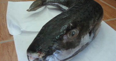أخبار 24 ساعة.. الصحة تحذر من انتشار أسماك سامة فى الأسواق
