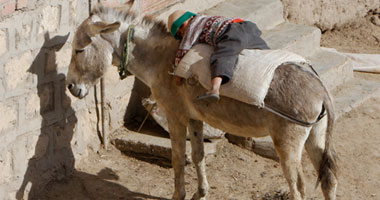 بحبك ياحمار