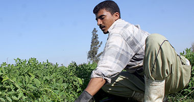 بنك التنمية والائتمان الزراعى خبرة واسعة فى تعذيب الفلاحين