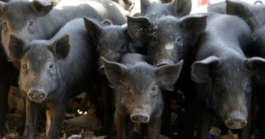 اليوم السابع يكشف أسرار تربية وتجارة الخنازير فى مصر