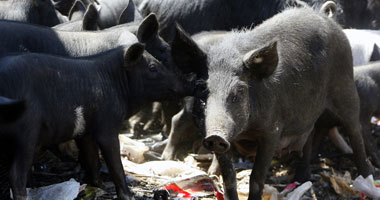 دراسة: مربو الخنازير أكثر عرضة للإصابة ببكتيريا مقاومة العقاقير