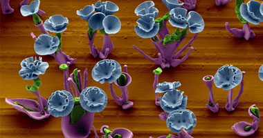 "شوف الزهور واتعلم" تكنولوجيا النانو تدخل زراعة التيوليب.. قطع فنية جديدة وكريستالات ملونة لـ"الورود" تخرج من أملاح الباريوم وسيليكات الصوديوم