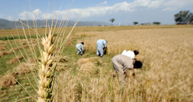 "الزراعة": 7625 حقلا إرشاديا للقمح لزيادة إنتاجية الموسم الجديد
