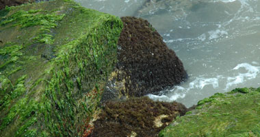 مادة من الطحالب البحرية تتفوق على الكريمات الواقية من الشمس