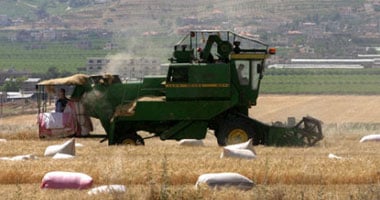 "جمعة": 6 ملايين طن عجز مصر من إنتاج القمح ولابد من تقليل مساحات الأرز 